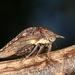 Nessorhinus gibberulus - Photo (c) Stuart McKamey, alguns direitos reservados (CC BY-NC), uploaded by Stuart McKamey