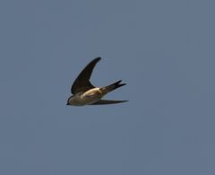 Delichon urbicum