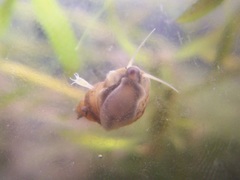 Bithynia tentaculata