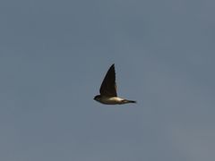 Delichon urbicum