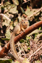 Ochre Bush Squirrel photo 3