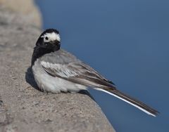 Motacilla alba personata