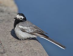 Motacilla alba personata