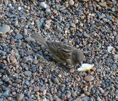 Passer domesticus