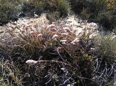 Thamnochortus acuminatus