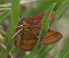 Scopula sentinaria