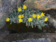 Senecio albifolius