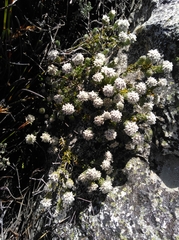 Phylica constricta constricta