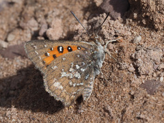 Aloeides thyra thyra