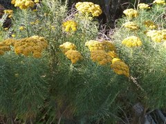 Hymenolepis