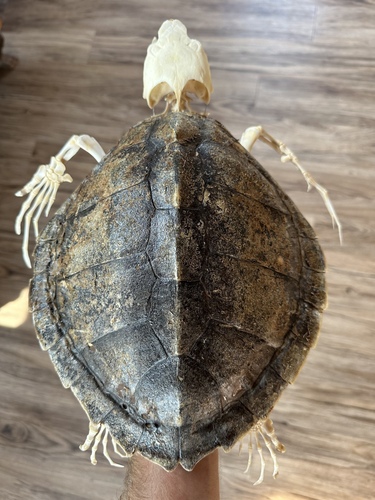 Photo of Kemp's Ridley Sea Turtle (Lepidochelys kempii)