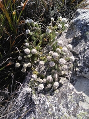 Phylica constricta constricta