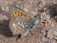 Aloeides thyra thyra