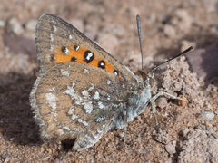 Aloeides thyra thyra