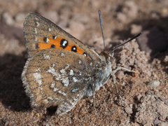 Aloeides thyra thyra