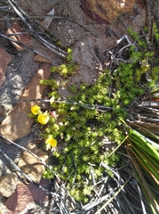 Aspalathus pedicellata