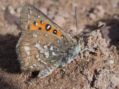 Aloeides thyra thyra