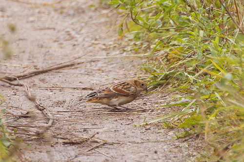 Escribano lapón (Calcarius lapponicus)
