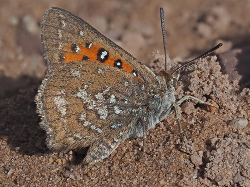 How to identify Axiocerses thyra almeida (Felder, 1862)
