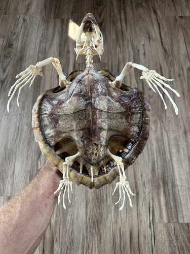 Photo of Kemp's Ridley Sea Turtle (Lepidochelys kempii)