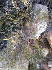 Euchaetis elsieae