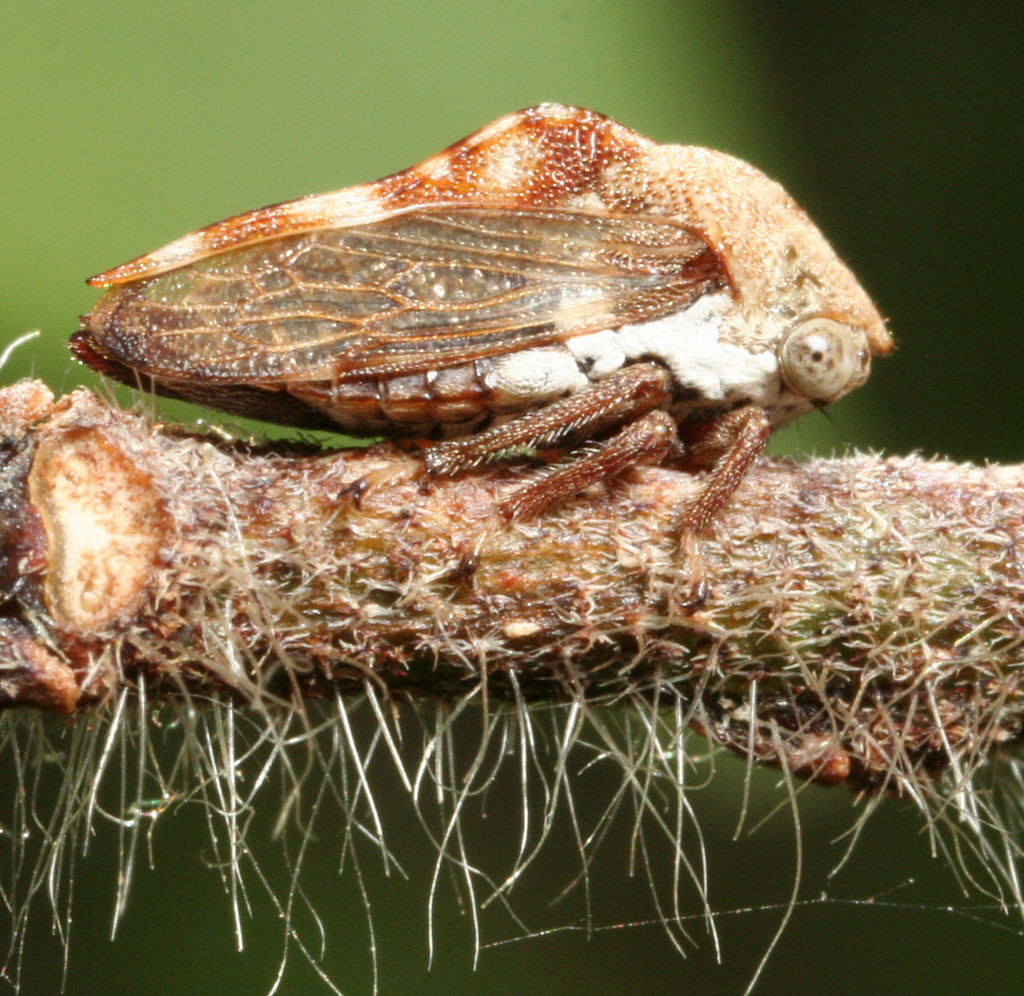 Nessorhinus abbreviatus