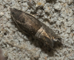 Sereda tautana