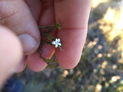 Euchaetis elsieae
