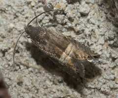 Sereda tautana
