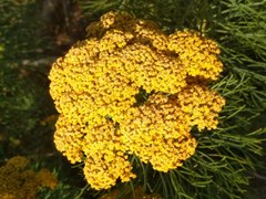 Hymenolepis