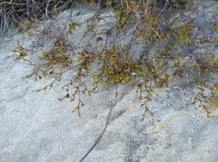 Euchaetis elsieae