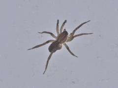 Zoicinae