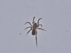 Zoicinae