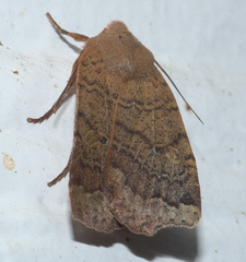 Sericaglaea signata