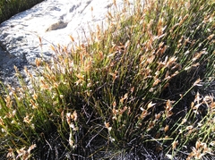 Elegia esterhuyseniae