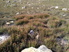 Elegia esterhuyseniae