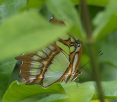 Siproeta stelenes