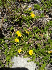 Aspalathus pedicellata