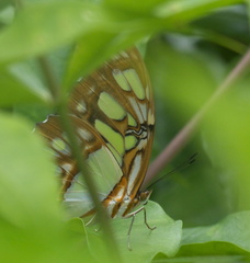 Siproeta stelenes