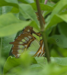 Siproeta stelenes