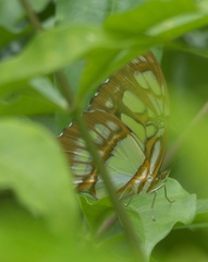 Siproeta stelenes