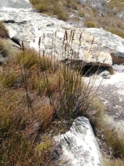 Askidiosperma insigne