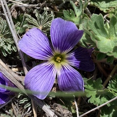 Oxalis laciniata