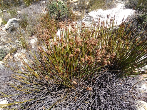 Image of Cannomois nitida by (c) Brian du Preez, some rights reserved (CC BY-SA)