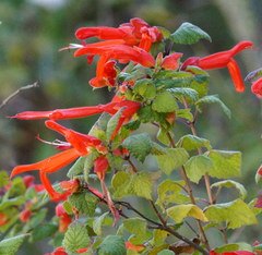 Salvia regla