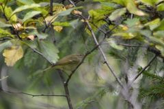 Phylloscopus plumbeitarsus