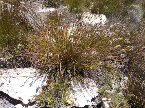 Image of Askidiosperma capitatum by (c) Brian du Preez, some rights reserved (CC BY-SA)