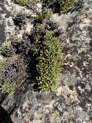 Dolichothrix ericoides