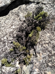 Dolichothrix ericoides