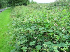 Rubus warrenii